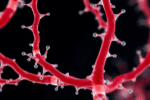AI generated, source : https://bioengineer.org/mimicking-cell-membranes-with-tiny-polymers-to-regrow-blood-vessels/